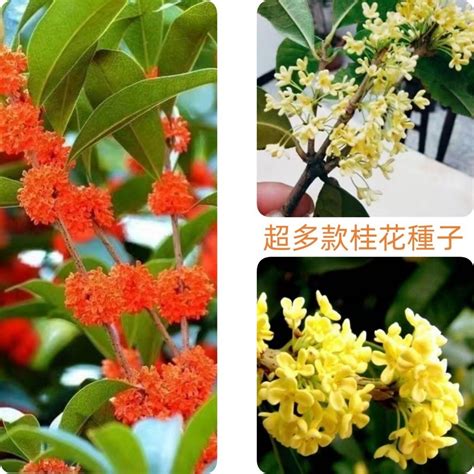 陽台種桂花